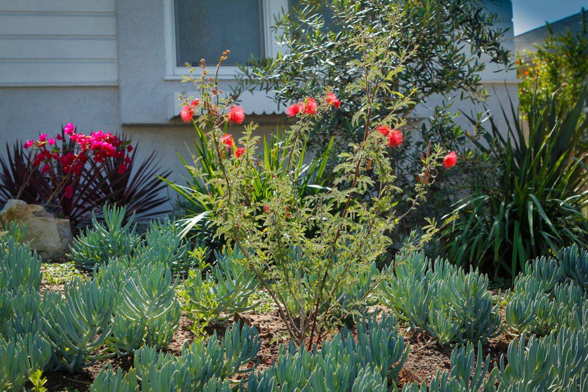 Colorful Landscape in Culver, California by Bosler Earth Design (2)