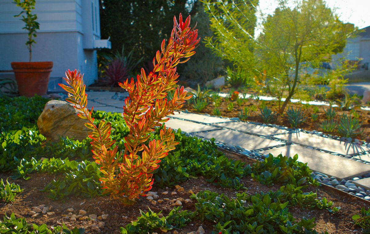 Colorful Landscape in Culver, California by Bosler Earth Design (6)