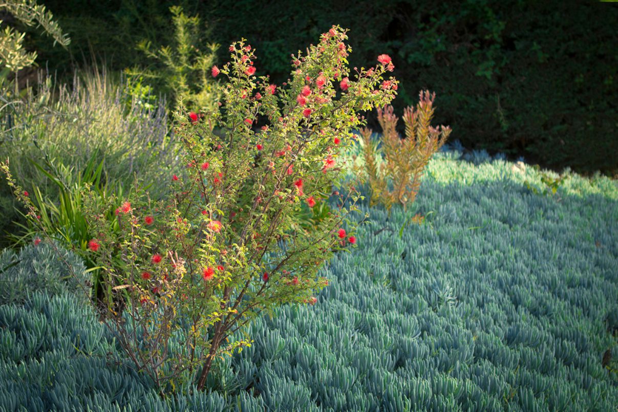 Colorful Landscape in Culver, California by Bosler Earth Design (9)